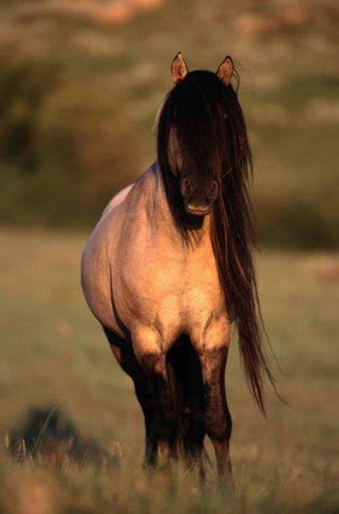 Kiger Mustang Horses